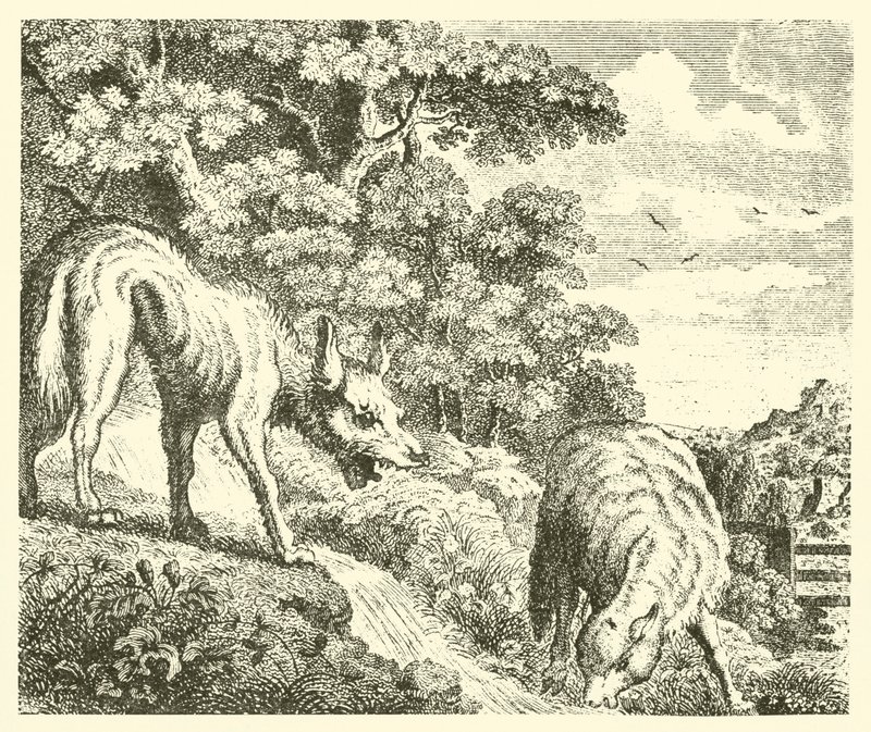 Wilk i baranek (grawerunek) autorstwa English School