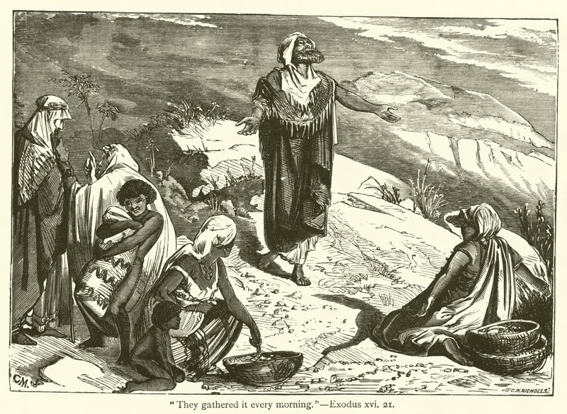 „Zbierali to każdego ranka”, Exodus, XVI, 21 (rycina) autorstwa English School