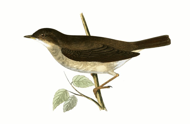 Słowik drozd, ilustracja z "A History of the Birds of Europe Not Observed in the British Isles" autorstwa Charlesa Roberta Bree (1811-86), opublikowana w 1867 r. autorstwa English School