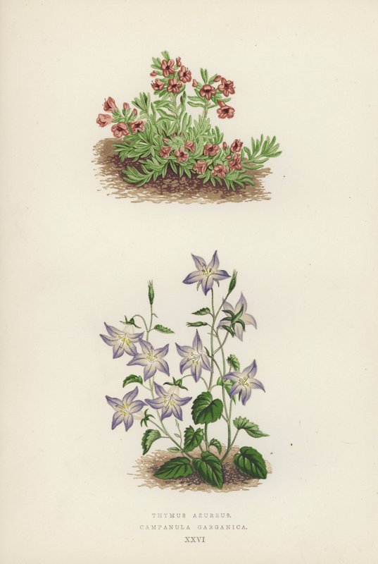 Thymus azureus; Campanula garganica (kolor lito) autorstwa English School