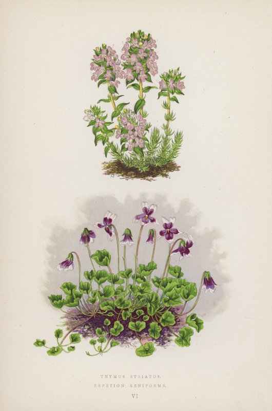 Thymus Striatus; Erpetion Reniforme (litografia barwna) autorstwa English School
