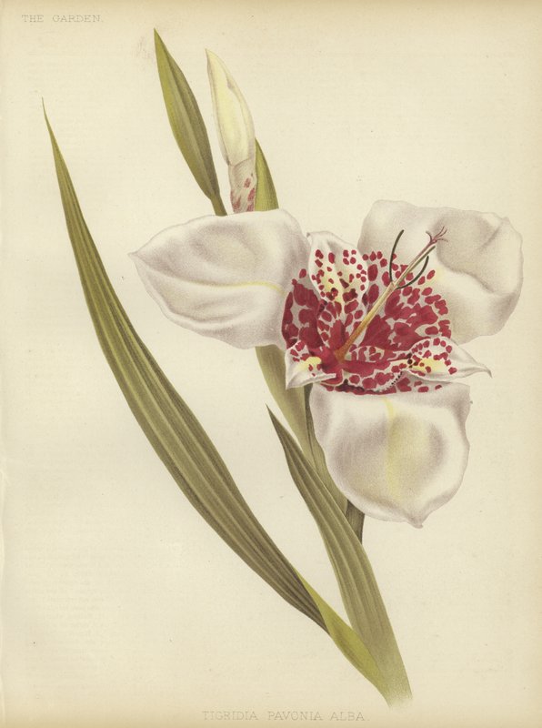 Tigridia pawonia Alba autorstwa English School