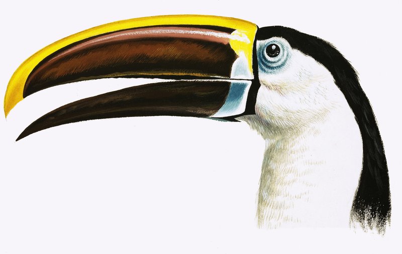Toucan autorstwa English School