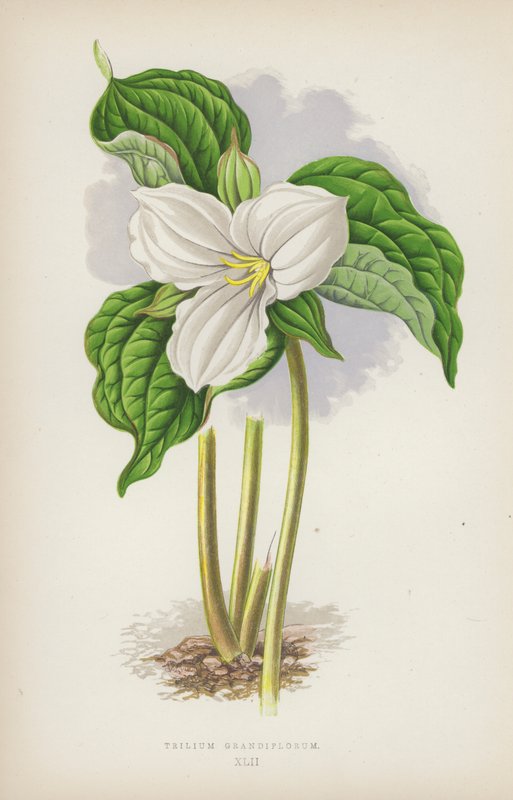 Trillium grandiflorum (kolor lito) autorstwa English School