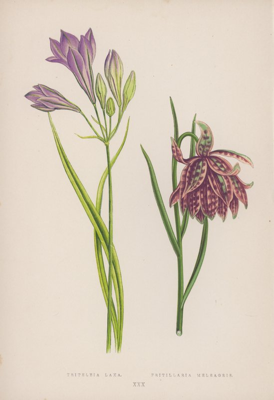 Triteleia Laxa; Fritillaria Meleagris (kolor lito) autorstwa English School