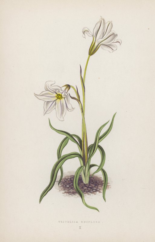 Triteleia Uniflora (kolorowa litografia) autorstwa English School