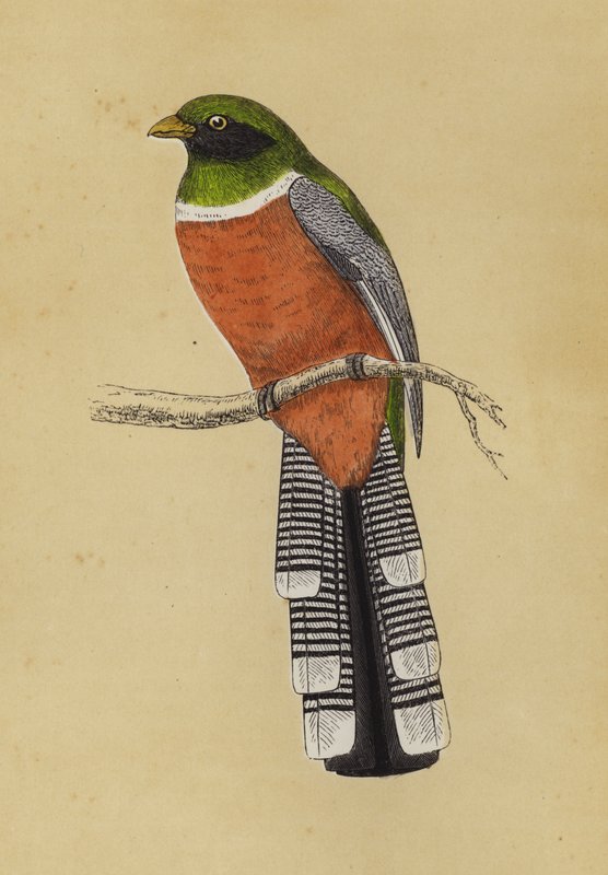 Trogon (kolor lito) autorstwa English School