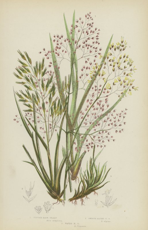 Tufted Hair Grass, Smooth Alpine Hair Grass, Waved Hair Grass (kolorowa litografia) autorstwa English School