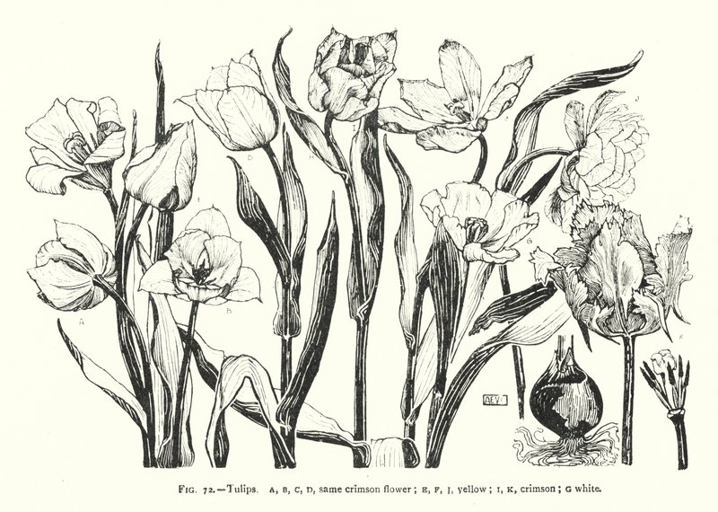 Tulipany; ten sam szkarłatny kwiat; żółty; karmazynowy; biały (grawerunek) autorstwa English School