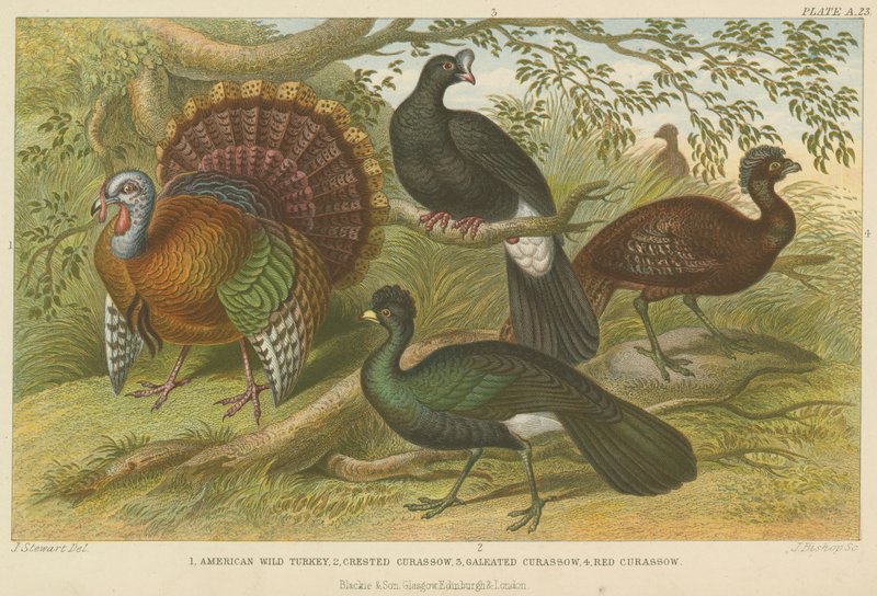 Indyk i curassows (kolorowy grawerunek) autorstwa English School