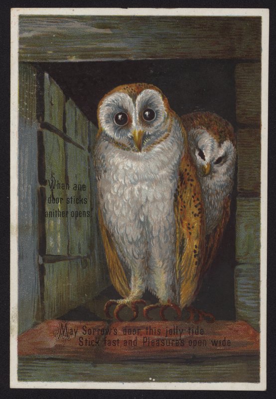 Dwie sowy wyglądające przez drzwi (chromolitho) autorstwa English School