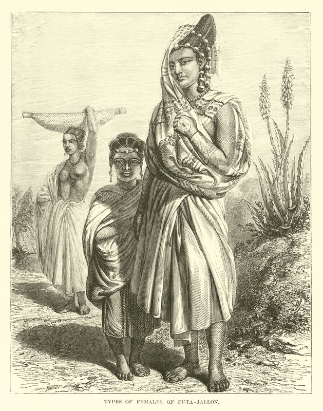 Rodzaje samic Futa-Jallon autorstwa English School