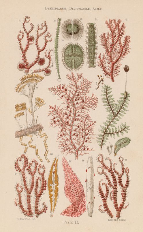 Pod mikroskopem: Desmidiaceae, Diatomaceae, Algae (color litho) autorstwa English School
