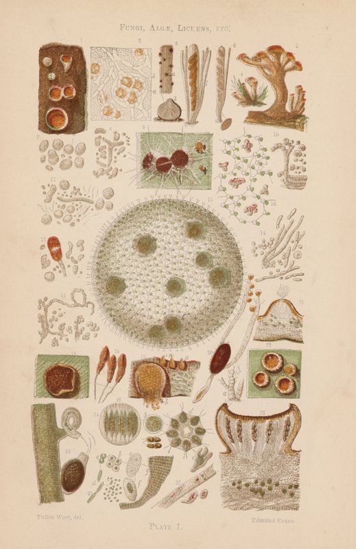 Pod mikroskopem: Grzyby, glony, porosty itp. (litografia kolorowa) autorstwa English School