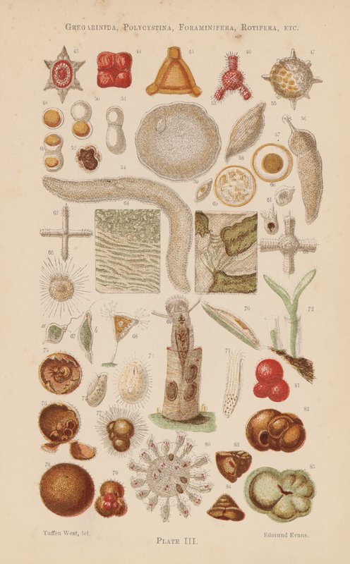 Pod mikroskopem: Gregarinida, Polycystina, Foraminifera, Rotifera, etc (color litho) autorstwa English School