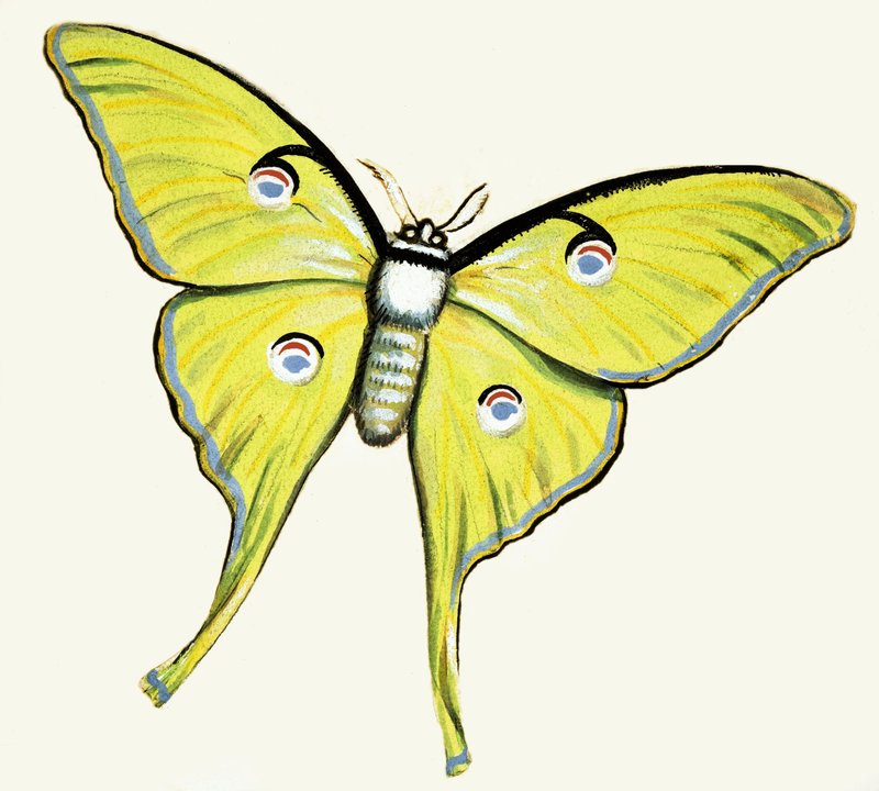 Niezidentyfikowany motyl autorstwa English School