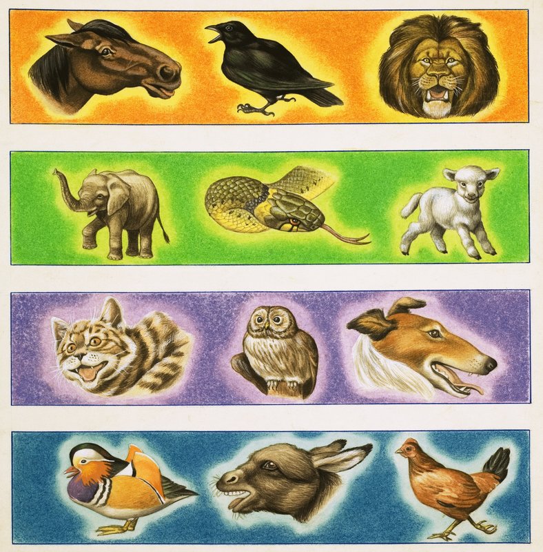 Animalspoli-ийн үл мэдэгдэх монтаж autorstwa English School