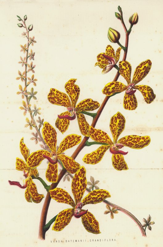 Hundred Batemani grandiflora (z cromoly) autorstwa English School