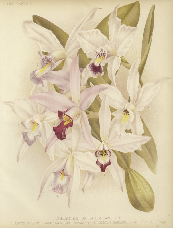 Odmiany Laelia anceps autorstwa English School