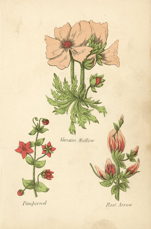 Vervain Mallow, Pimpernel, Rest Arrow (kolorowa litografia) autorstwa English School