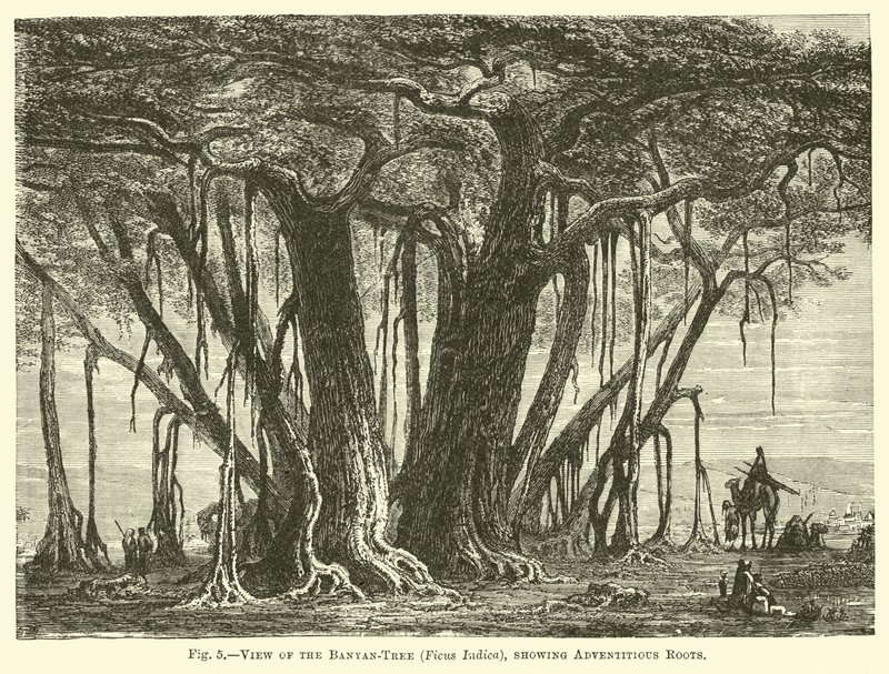 Widok na drzewo figowe (Ficus Indica), ukazujące korzenie przybyszowe autorstwa English School