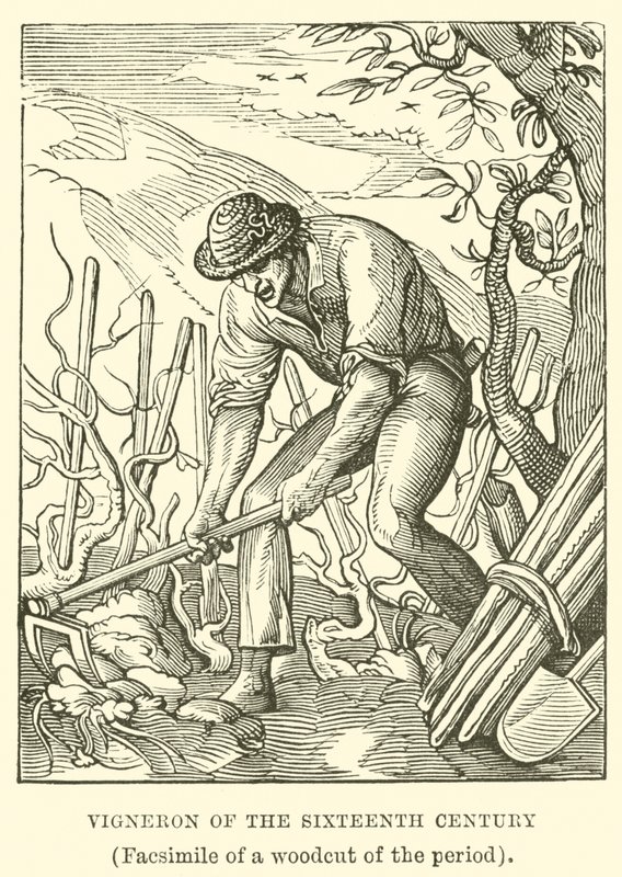 Vigneron z XVI wieku autorstwa English School