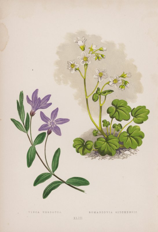 Vinca Herbacea; Romanzovia Sitchensis (kolor lito) autorstwa English School