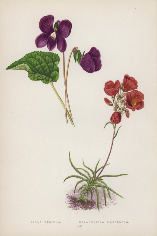 Viola Obliqua; Calandrinia Umbellata (kolorowa litografia) autorstwa English School