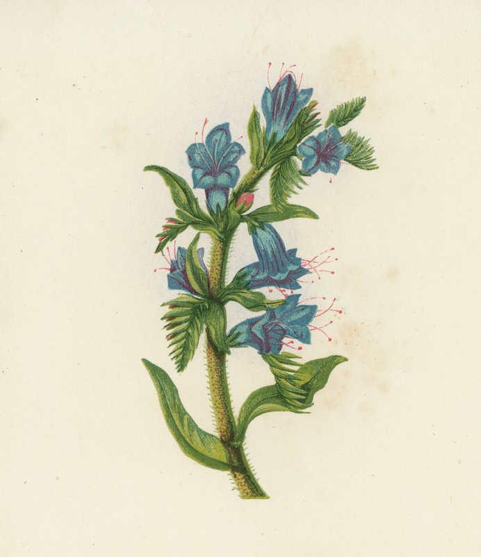 Żmijowiec zwyczajny, Echium vulgare (kolorowa litografia) autorstwa English School