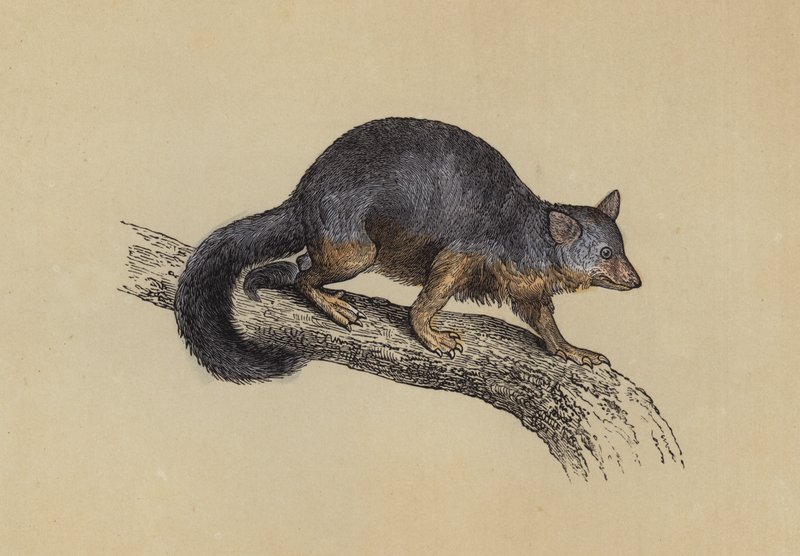 Vulpine Phalanger (kolorowa litografia) autorstwa English School