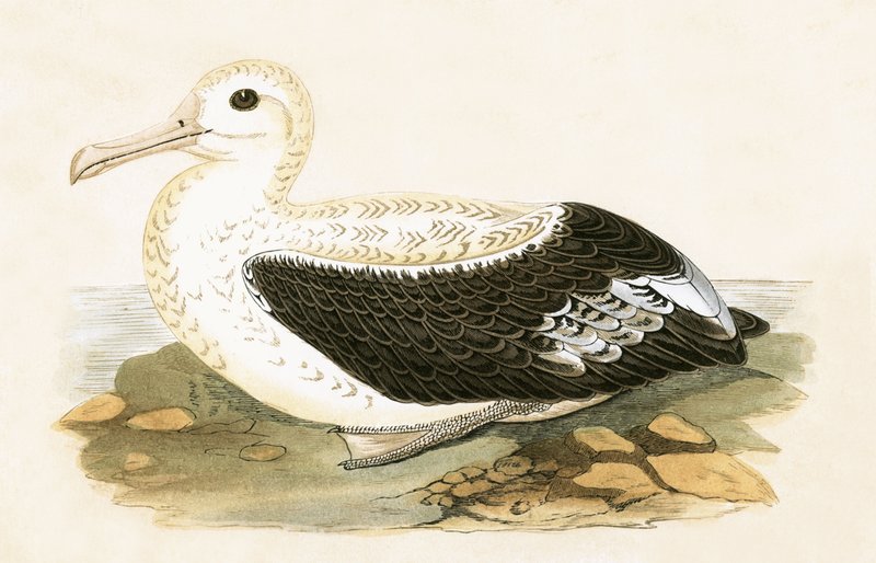 Albatros wędrowny, ilustracja z „Historii ptaków Europy nieobserwowanych na wyspach brytyjskich” Charlesa Roberta Bree (1811-86), opublikowana w 1867 r. autorstwa English School