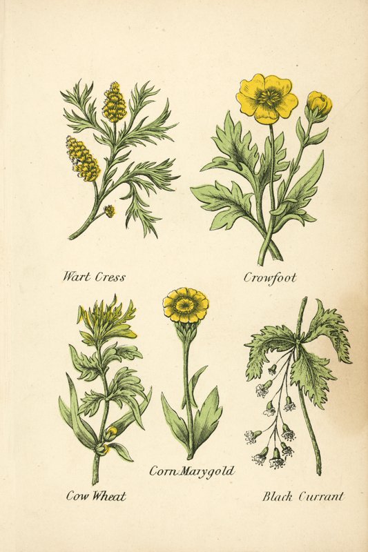 Wart Cress, Crowfoot, Cow Wheat, Corn Marygold, Black Currant (kolorowa litografia) autorstwa English School