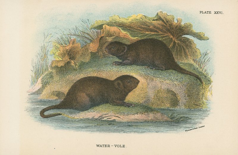 Woda-Vole autorstwa English School