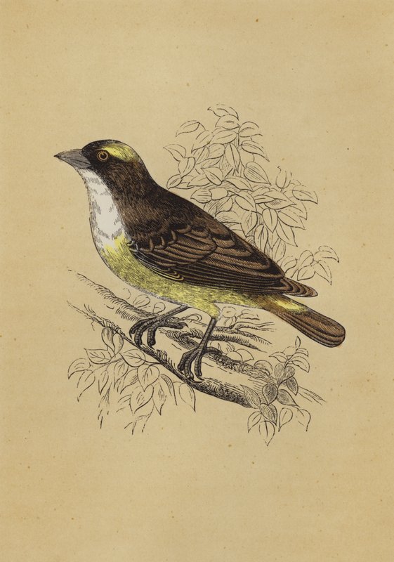 Weaver Bird (kolor lito) autorstwa English School