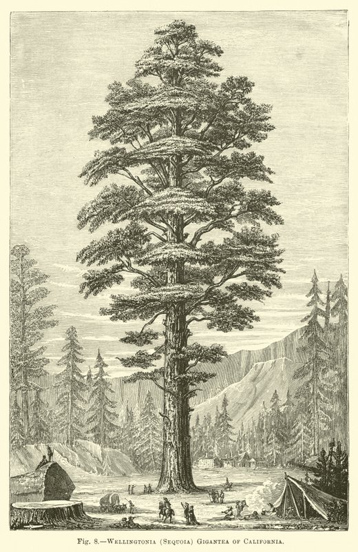 Wellingtonia (Sequoia) Gigantea w Kalifornii autorstwa English School