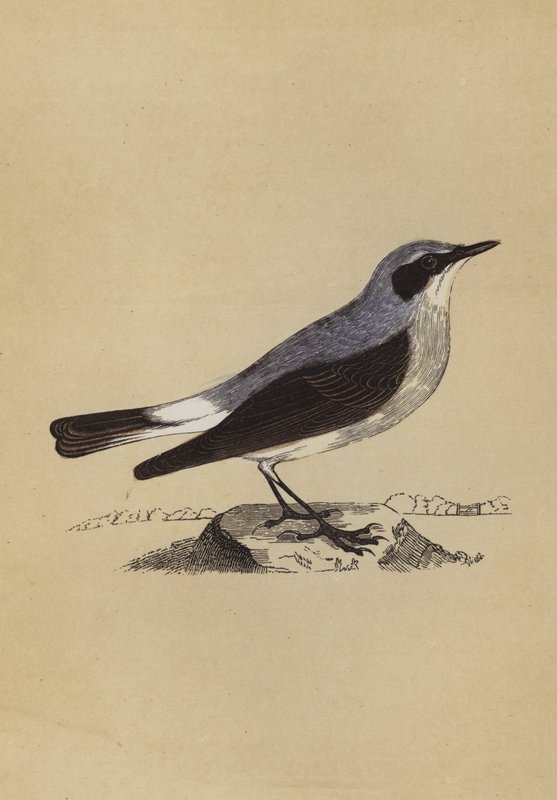 Wheatear (kolor lito) autorstwa English School