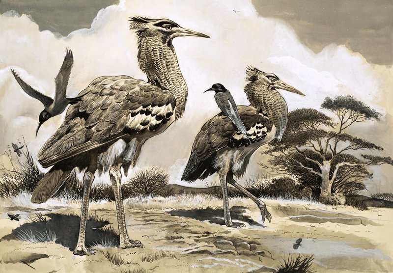 Kiedy pszczołojad szuka posiłku, podlatuje na grzbiecie większego ptaka Kori Bustard autorstwa English School