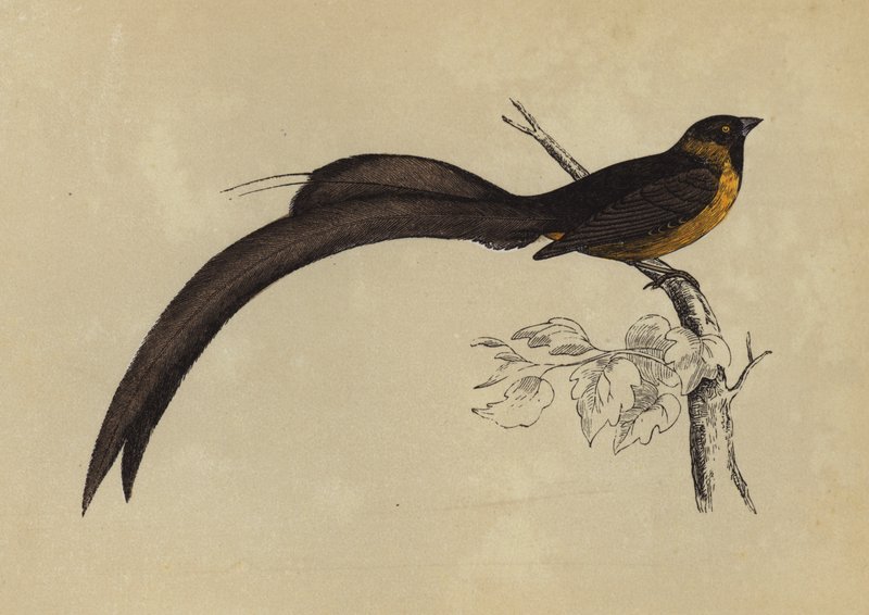 Whidah Finch (kolorowa litografia) autorstwa English School