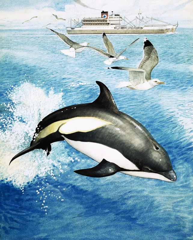 Białostronny delfin skaczący przez fale autorstwa English School