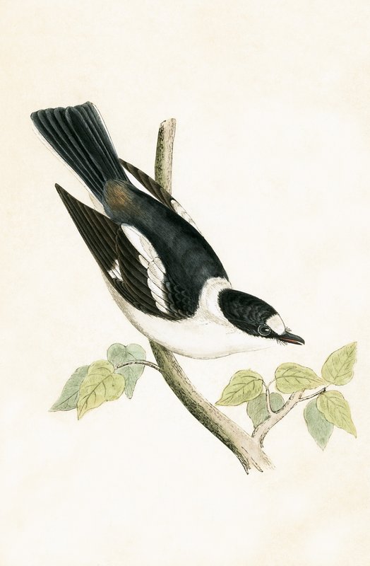 Muchołówka białogłowa, ilustracja z „Historii ptaków Europy nieobserwowanej na wyspach brytyjskich” Charlesa Roberta Bree (1811-86), opublikowana w 1867 r. autorstwa English School