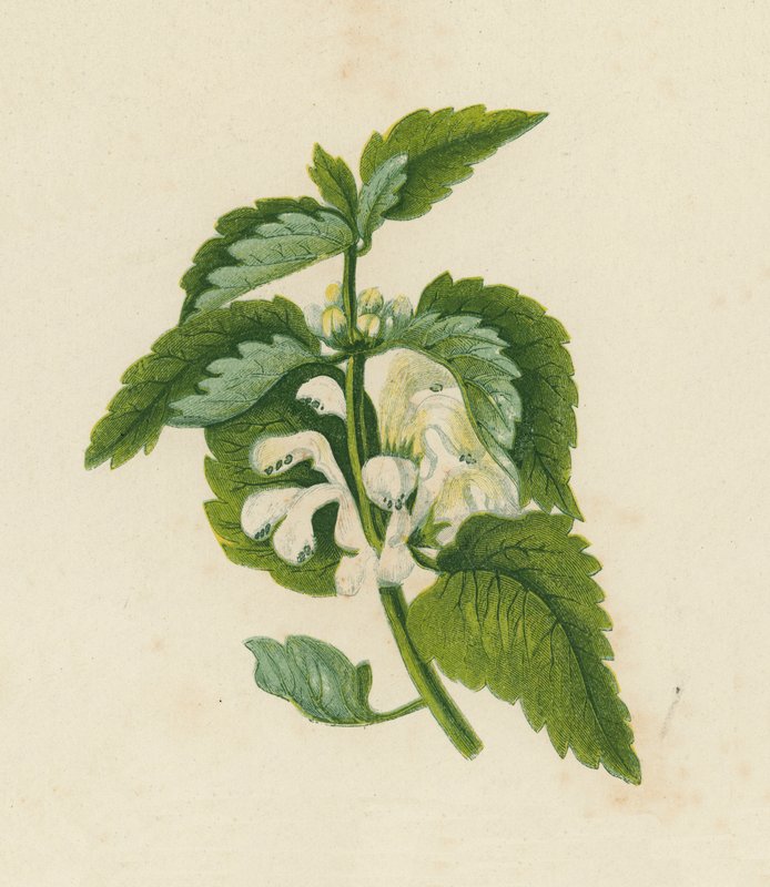 Biała martwa pokrzywa, Lamium Album (kolorowa litografia) autorstwa English School