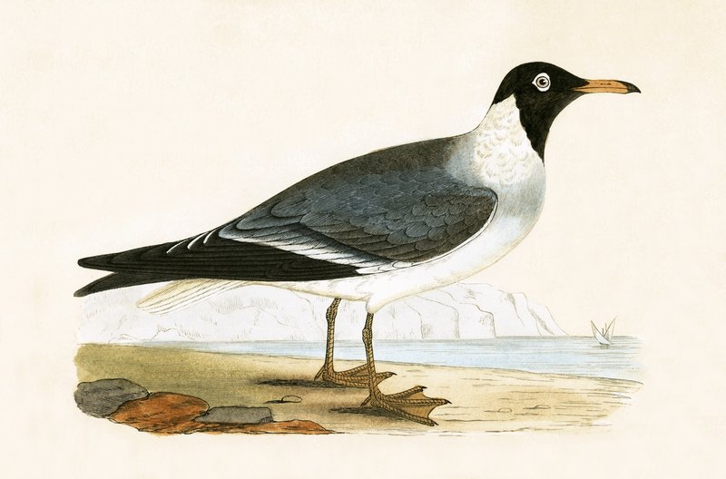 Mewa białooka, ilustracja z „Historii ptaków Europy nieobserwowanej na wyspach brytyjskich” Charlesa Roberta Bree (1811-1886), opublikowana w 1867 r. autorstwa English School
