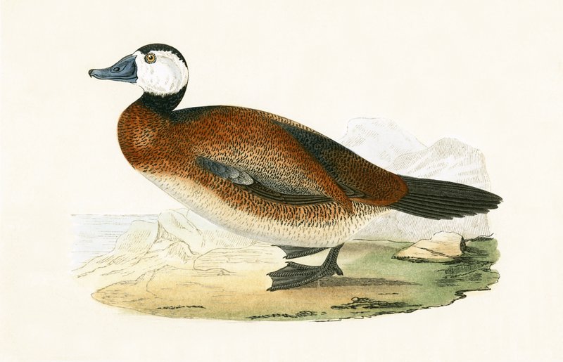 White Headed Duck, ilustracja z „Historii ptaków Europy nieobserwowanych na wyspach brytyjskich” Charlesa Roberta Bree (1811-86), opublikowana w 1867 r. autorstwa English School