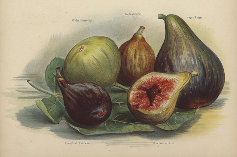 Biała Marsylia, Tunezyjska, Schwarze Largo, Violette de Bordeaux, Bourjassotte Grise autorstwa English School