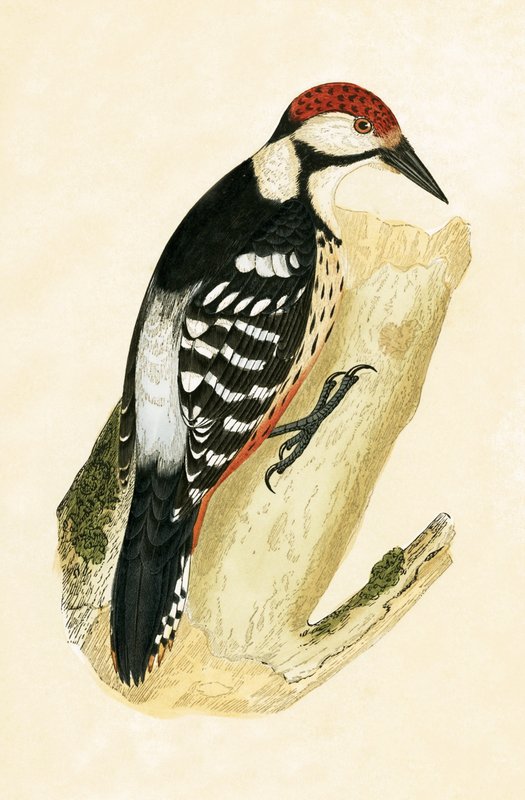 Dzięcioł biały, ilustracja z „Historii ptaków Europy nieobserwowanych na wyspach brytyjskich” Charlesa Roberta Bree (1811-86), opublikowana w 1867 r. autorstwa English School