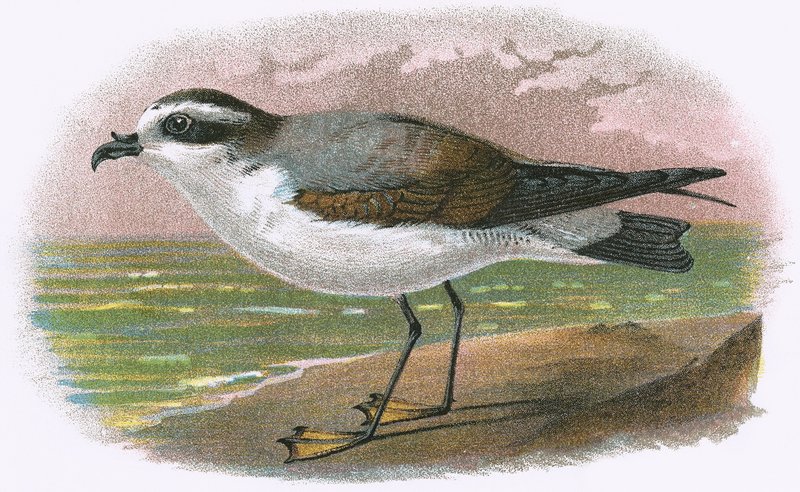 Biały wybrzuszony Petrel autorstwa English School