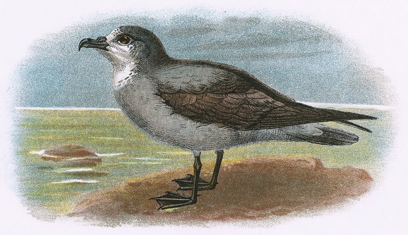 Biały gardło Szary Petrel autorstwa English School