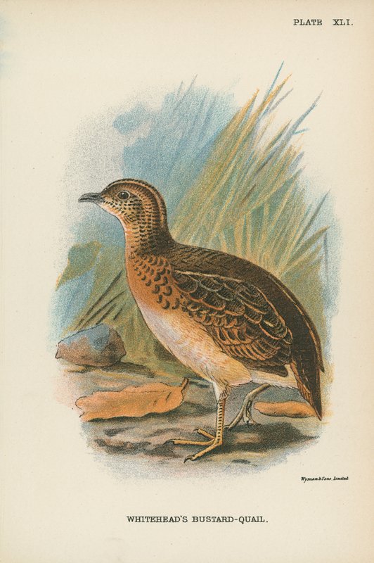 Przepiórka białogłowa (Whitehead