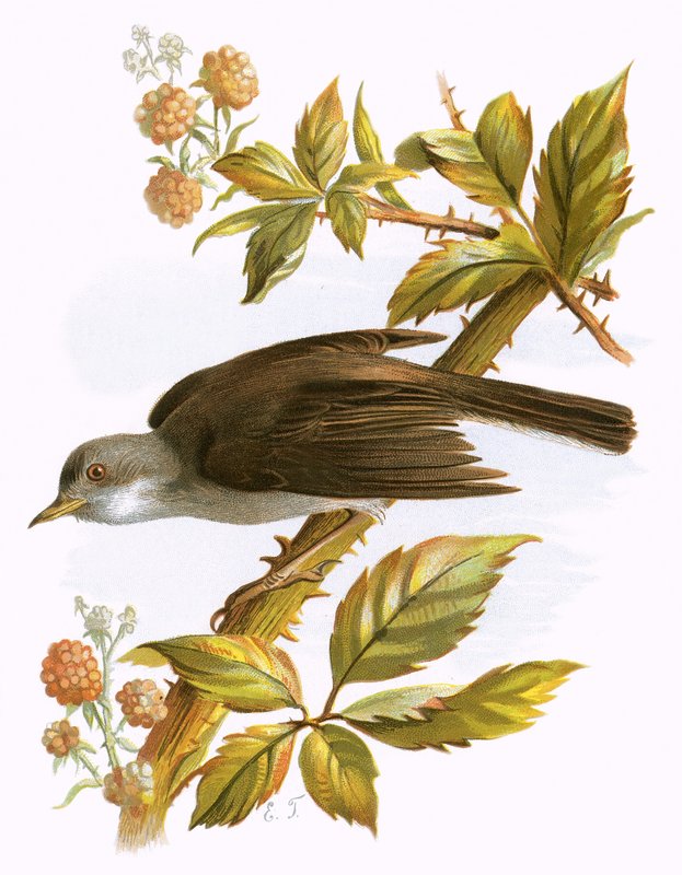Whitethroat autorstwa English School