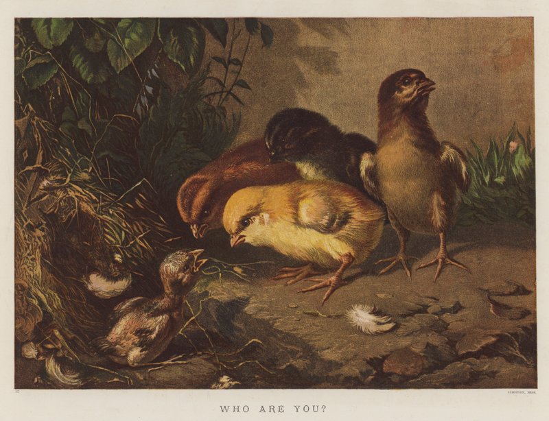 Kim jesteś (chromolitho) autorstwa English School